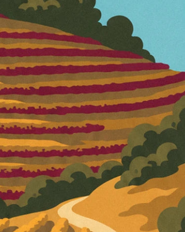 The rows of burgundy red vines on the golden hillside, with a pale path below