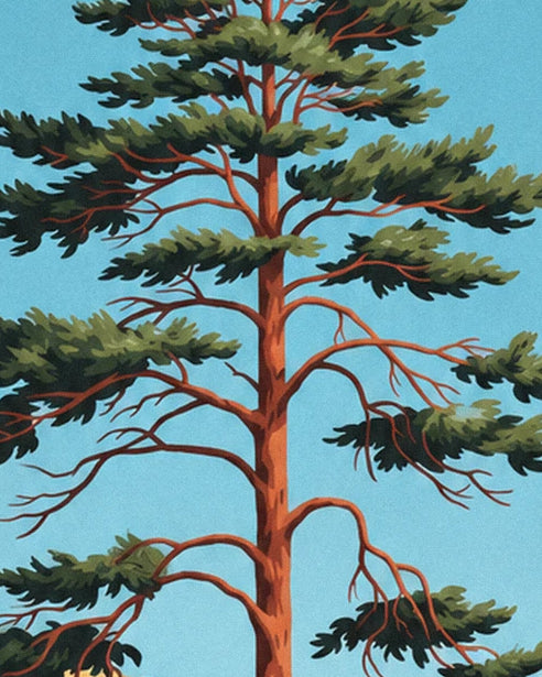 The maritime pine with its reddish-brown trunk and spreading branches against the blue sky