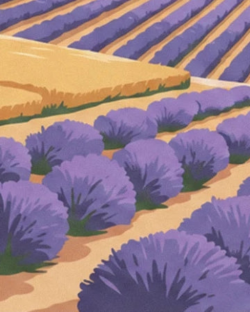 Les touffes de lavande violette alignées le long des allées de terre ocre