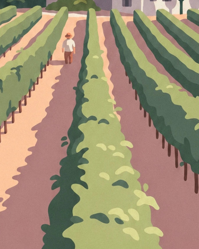 Le vigneron en chemise blanche et chapeau qui remonte l'allée entre les rangs de vigne