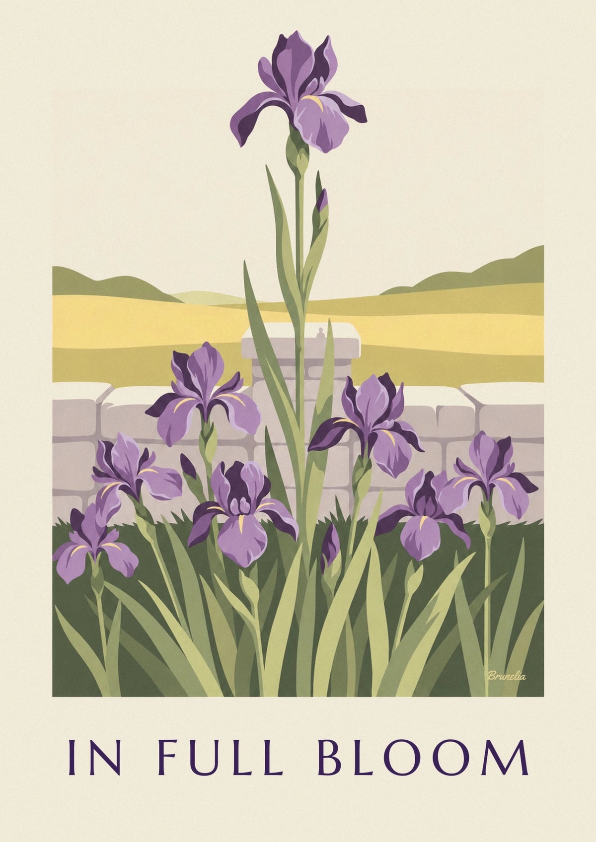 Purple irises in full bloom in a garden poster