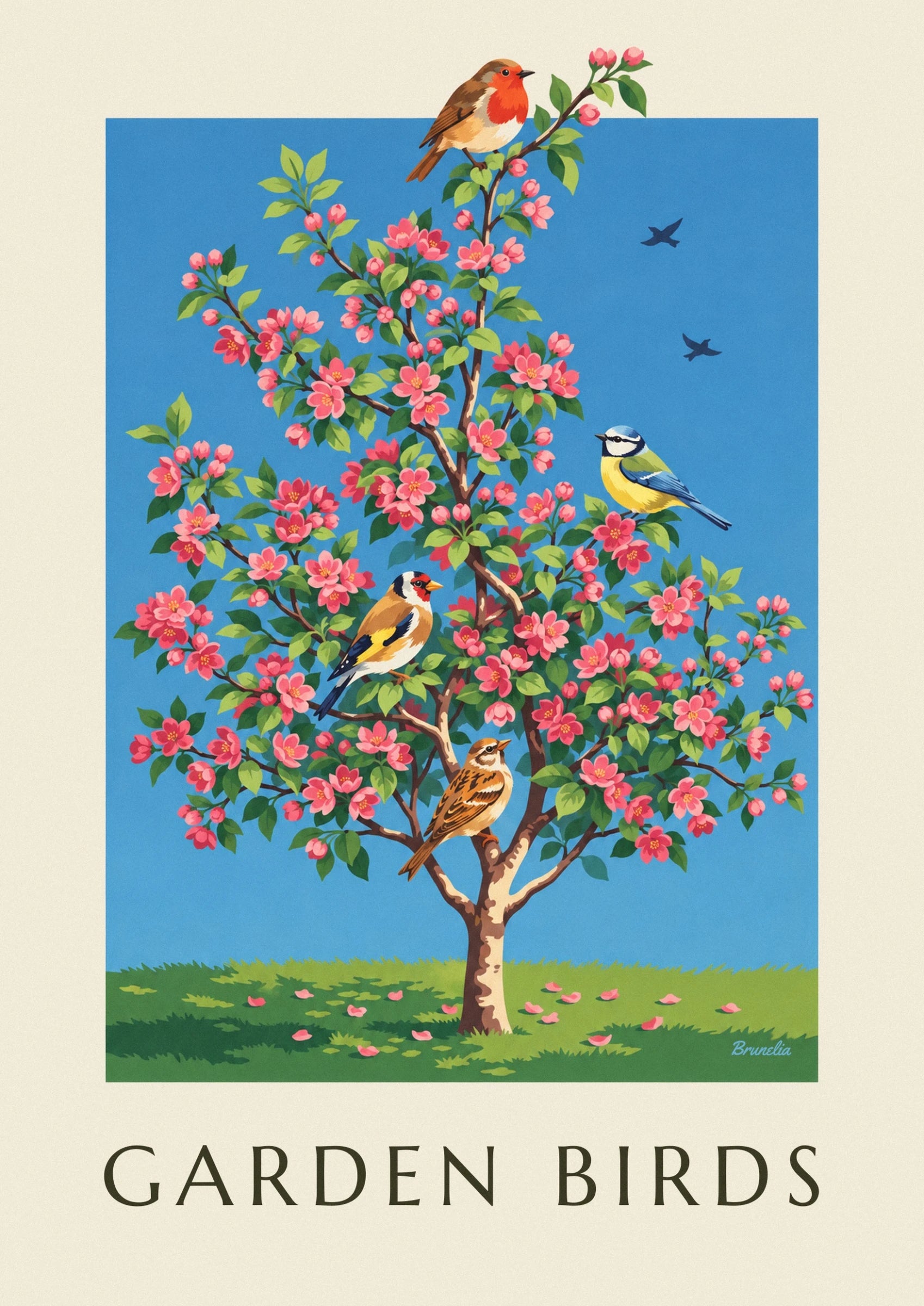 A robin with brown and orange plumage on a flowering apple branch